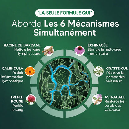 Nouvelle formule à puissance maximale | Drainage lymphatique Flow+ par Elvonia